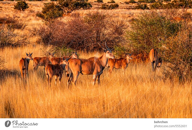 Animal Wanderlust Love of animals Africa Animal protection Safari Namibia Savannah Grass Antelope Commen eland Animal family Kalahari desert Wilderness