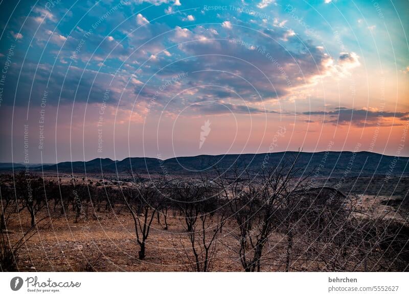 pastel Sunset Evening Dusk Bushes opuwo Kaokoveld Fantastic romantic Idyll Wanderlust Sunlight Nature Longing travel Namibia Freedom especially Gorgeous Sky