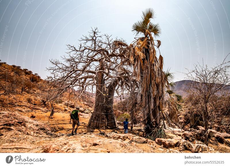 baobab Large vigorously Strong impressive Impressive Warmth Sky especially Adventure Vacation & Travel Landscape Nature Wanderlust Namibia Colour photo Africa