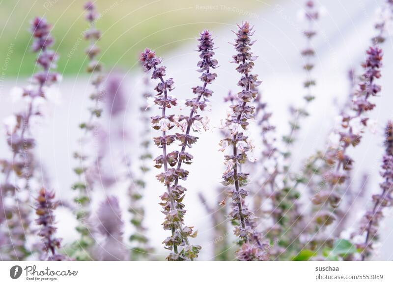 purple flowers ... maybe lavender Flower herbaceous Lavender Fragrance wax Front garden Greenhouse flowery Fragrant Plant Blossom Nature Summer Violet naturally