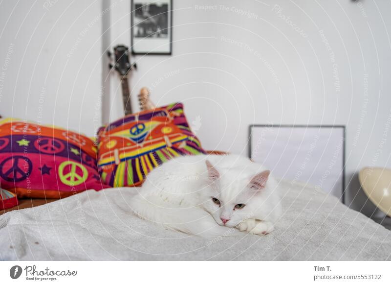 White cat relaxes on the sofa hangover Cat Pet Animal Pelt Domestic cat Animal portrait Cute Observe Cuddly Looking Watchfulness Colour photo