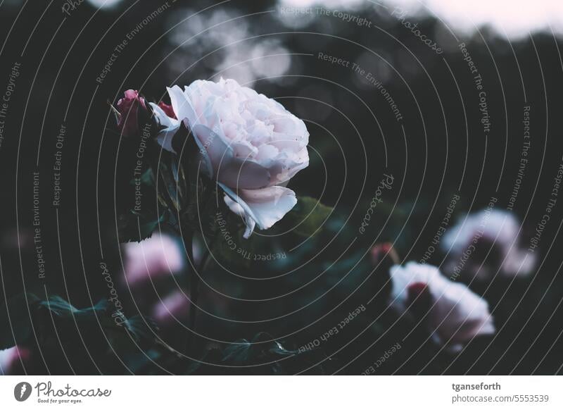 rose Rose blossom Romance Fragrance Garden Close-up pretty Shallow depth of field Deserted Blossoming Exterior shot Nature Flowering plant Plant Colour photo