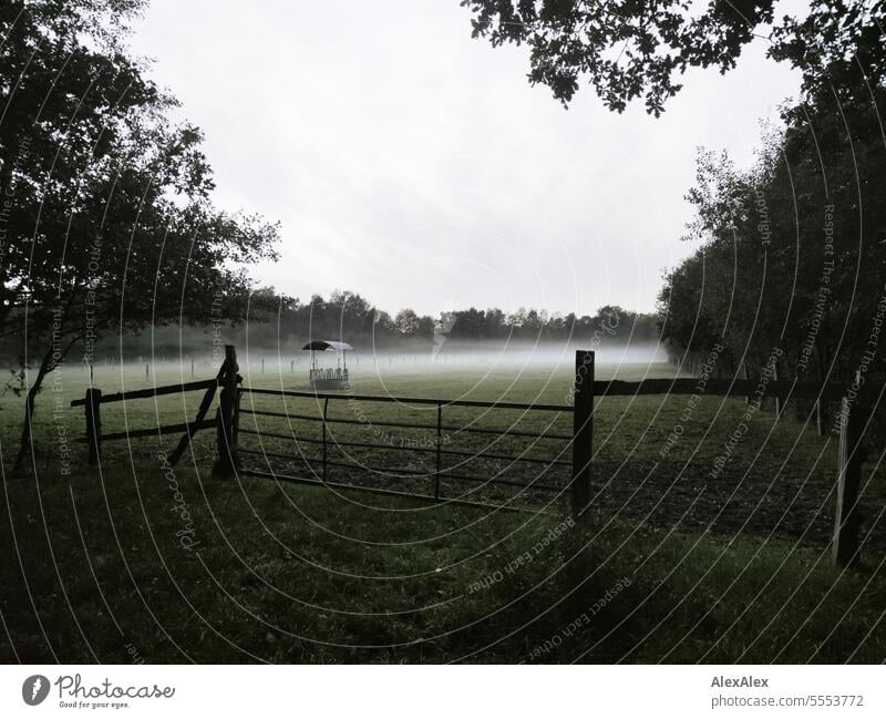 A horse paddock in the evening in the fog with feed manger behind a pasture fence surrounded by trees and bushes Willow tree Horsewise Pasture fence