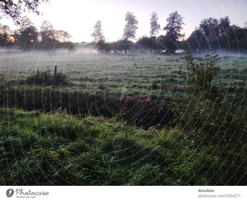 A horse paddock in the evening in the fog with pasture fence surrounded by trees and bushes Willow tree Horsewise Pasture fence lattice fence Fence Boundary Fog
