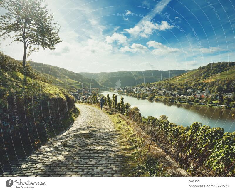 Moselle through the area Mosel (wine-growing area) Panorama (View) farsightedness Human being Woman Rear view Observe Stand hiking trail Cobblestones paved road