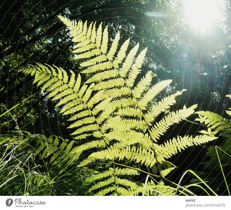 feather duster ferns 2 Couple Forest Pteridopsida Leaf Nature Fern leaf Exterior shot Foliage plant naturally Delicate Environment Leaf green Wild plant