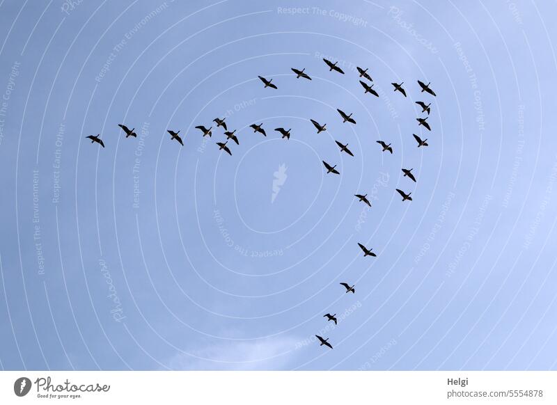 Wild geese formation flight Bird wild geese Flock of birds bird migration Migratory bird Group of animals Sky Flying Blue sky Beautiful weather Autumn Freedom