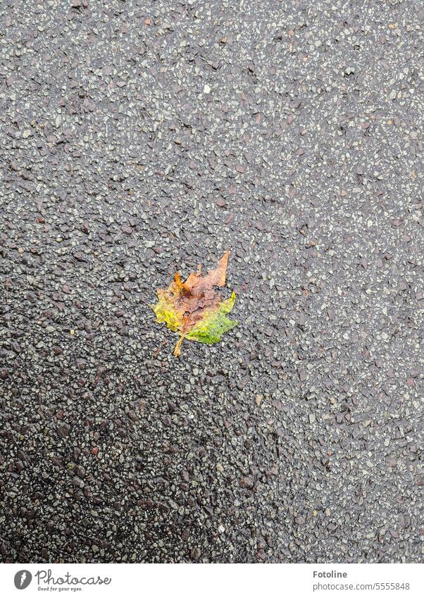 The road shines wet from the rain. An autumn leaf lies on the ground. It glows brown, yellow and green on the gray road surface.  I like the fall! Autumn Leaf