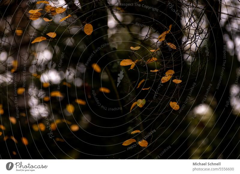 autumn leaves Autumn Autumnal autumn colours Autumn colour Autumnal colours Dark autumn mood Seasons Autumn Season Transience Autumnal weather Leaf Yellow