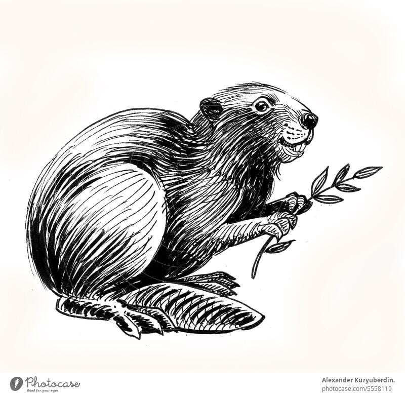 Beaver with a tree branch. Ink black and white drawing animal art background beaver beavers cute dam drawn engraved engraving forest graphic hand illustration