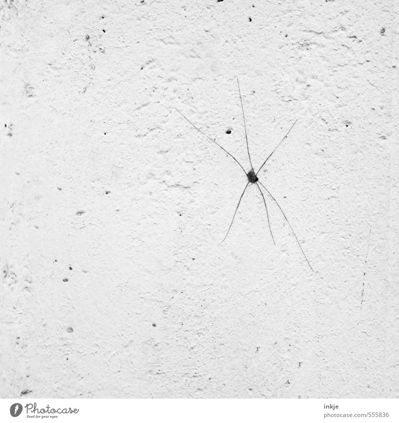 wintering grounds Animal Winter Wall (barrier) Wall (building) Wild animal Spider daddy-long-legs Spider legs 1 Stone Concrete Hollow Wait Thin Disgust Long