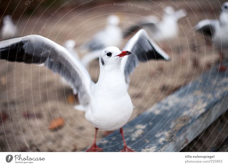 agathe Animal Bird 1 Anticipation Seagull Wing Expectation Front view Shallow depth of field White Observe Colour photo Exterior shot Animal portrait