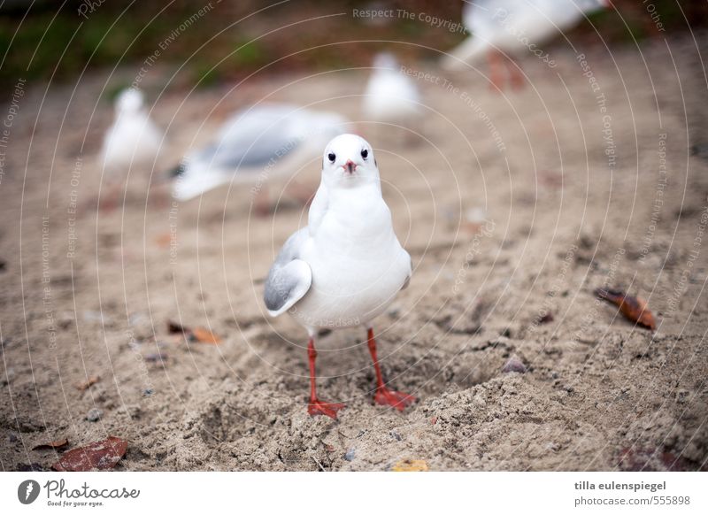 Hermann Vacation & Travel Beach Sand Autumn Baltic Sea Ocean Animal Wild animal Bird Animal face 1 Group of animals Observe Looking Stand Wait Brash Natural