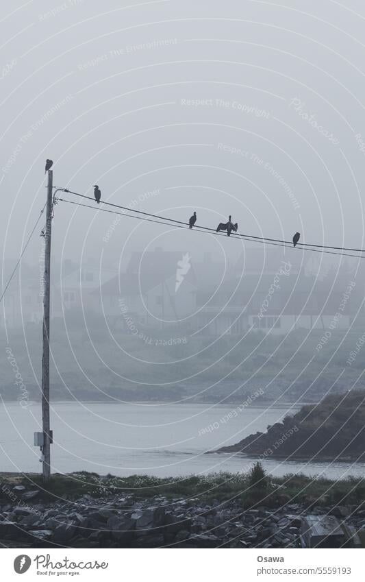 Hooded crows birds Fog Ocean Cable Pole