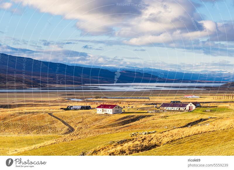 View over lake Lagarfljót to snow covered mountains in east of Iceland Lake Lagarfljot dandy River Village House (Residential Structure) Sheep Building Bridge