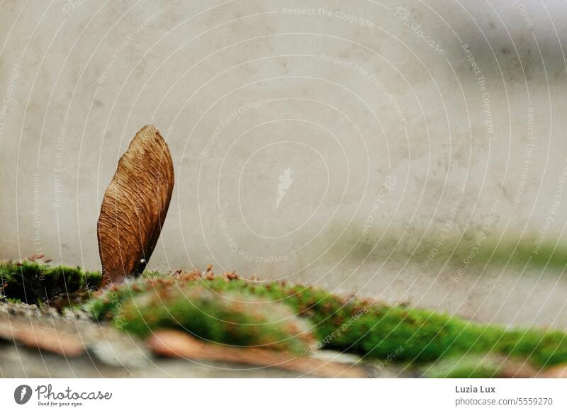 A maple fruit is stuck firmly in the moss, looks like a small angel wing Maple tree Maple Fruit Autumn Nature Autumnal Nose November withered Maple Propeller