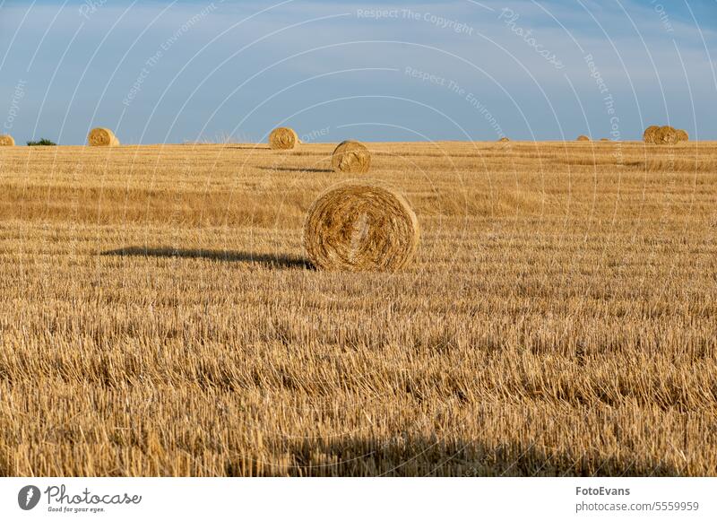 Straw bales on harvested field with  many hay bales  in horizon copyspace nature day Rural straw agriculture summer cereal farm ranch stubble Sunny landscape