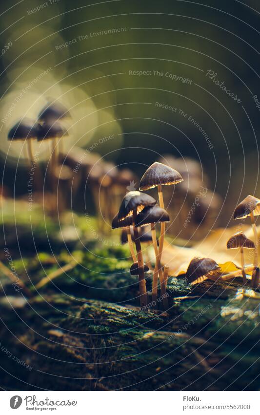 small mushrooms in the forest Mushroom Forest Moss Nature Autumn Colour photo Environment Exterior shot naturally Close-up Brown Plant Green Woodground