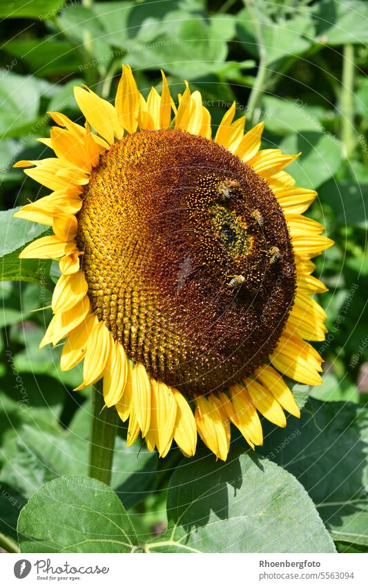 Blossom of a large sunflower whose warmth magically attracts insects Sunflower Sunflowers Yellow Flower Warmth bees Honey blossom Plant plants Garden Gardening