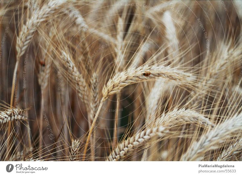 cornfield Cornfield Ladybird Beautiful Rich Beige Europe Summer Calm Sowing Fresh Exterior shot Bright Nature Happy Germany Far-off places Joy sow Beetle