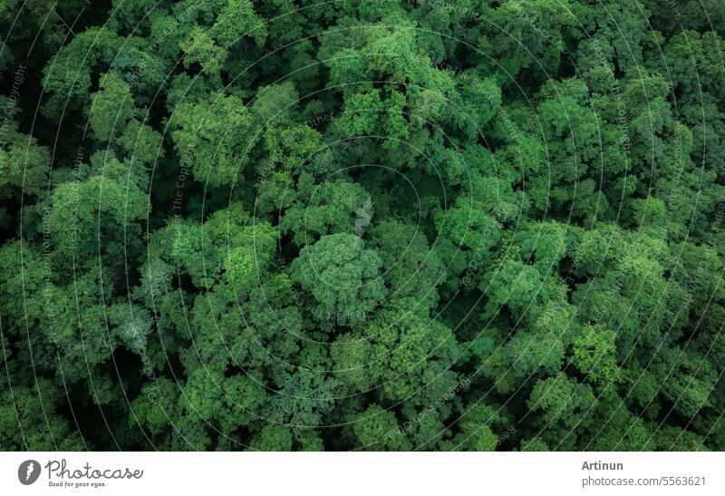 Aerial top view of green trees in forest. Drone view of dense green tree captures CO2. Green tree nature background for carbon neutrality and net zero emissions concept. Sustainable green environment.