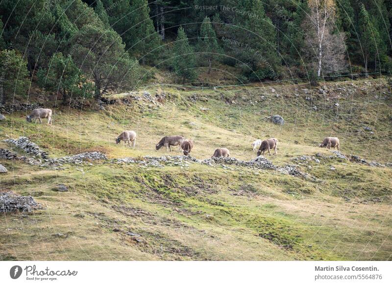 Cows in the Pyrenees in autumn in the countryside. Andorra agriculture alps animal background blue brown building canillo city cold cows cows field