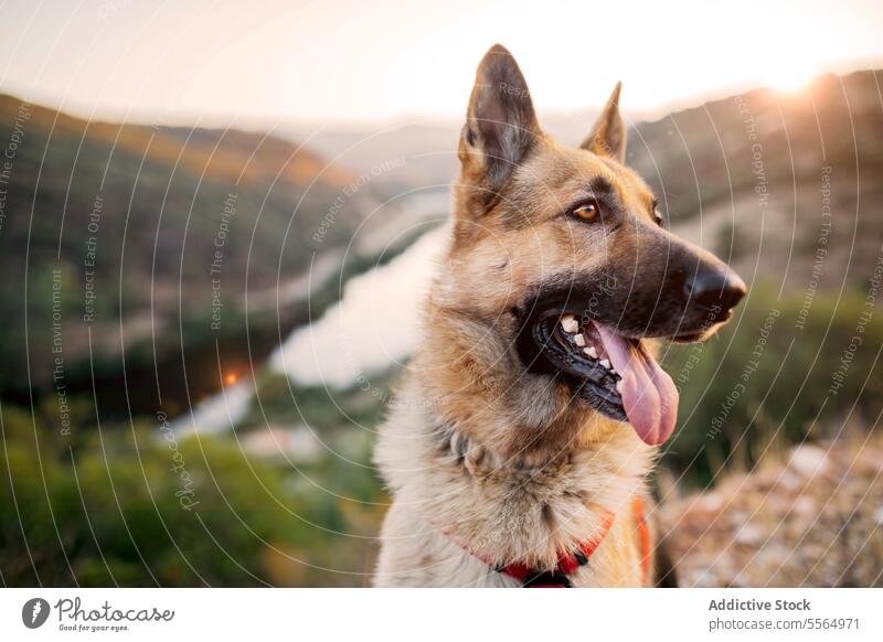 Cute dog in collar on boulder in nature pet hike travel creek animal explore loyal moneto purebred mammal domestic companion canine obedient creature little