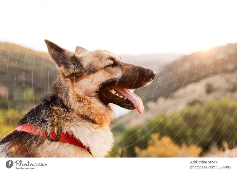 Cute dog in collar on boulder in nature pet hike travel creek animal explore loyal moneto purebred mammal domestic companion canine obedient creature little