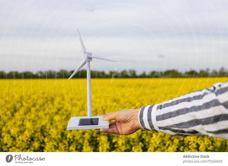 Unrecognizable man´s hand presenting a wind turbine model amidst yellow blossoms. field flower close-up sustainable unrecognizable presentation nature renewable