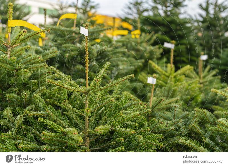 Christmas trees for sale at street market christmas agriculture business christmas tree decoration exterior farm green holiday pine plant retail row season