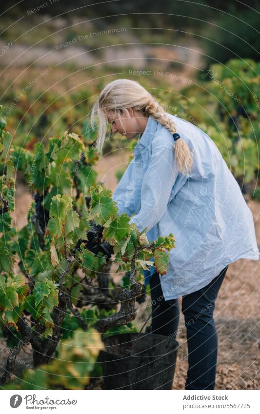 Woman harvesting fresh grapes growing in farm farmer woman picking ripe vine vineyard side view blonde focus casual attire work fruit plant stand food