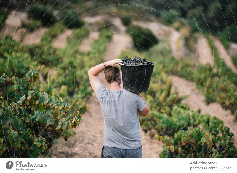 Anonymous man carrying bucket while harvesting organic grapes farmer vineyard fruit plantation casual attire work stand agriculture vinery wine nature rural