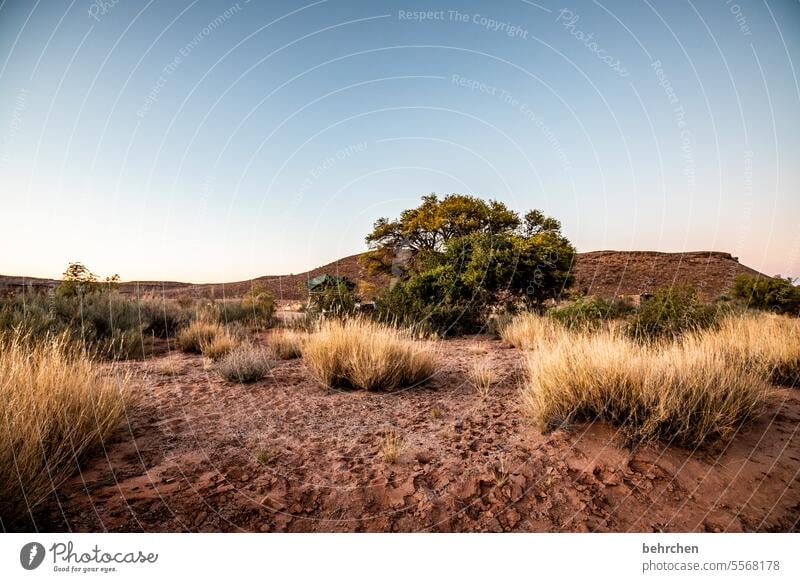 wild namibia Dream Twilight Africa Loneliness magical Landscape Desert Vacation & Travel Sky Gorgeous romantic Bushes Sunset Nature Wanderlust Wilderness