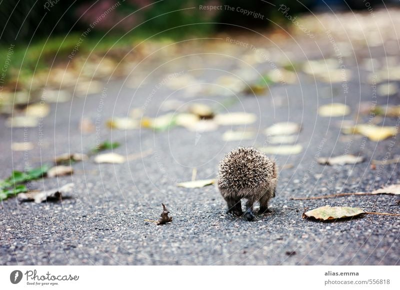 Have a good trip little hedgehog Hedgehog Animal Wild animal Winter Autumn Loneliness voyage To hibernate Thorny Spine Garden