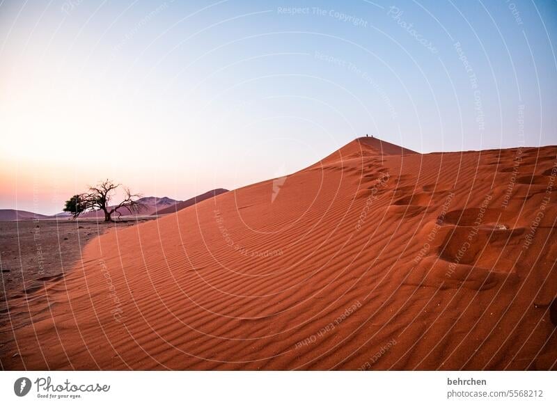 heartland namibia Desert Africa Namibia Far-off places Sossusvlei Sandstorm Dune 45 Sesriem Wanderlust Warmth