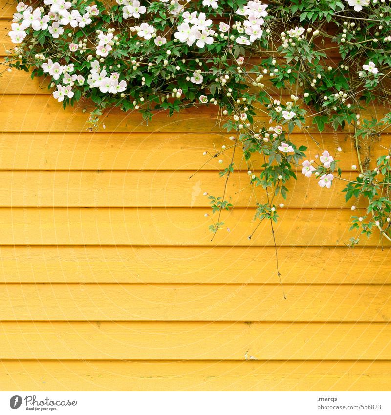 Many thanks for the flowers Style Design Flower Foliage plant Wall (barrier) Wall (building) Wood Bright Beautiful Yellow Moody Esthetic Nature Spring