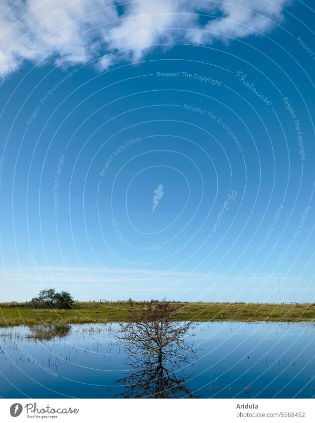 Flooded dyke meadows with blue sky and white cloud Sky Blue Water Dike Deluge Dyke meadow underwater Exterior shot Reflection Landscape shrub bush Nature