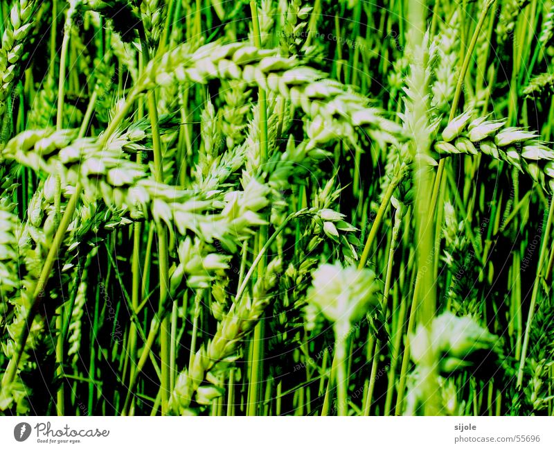 poisoned wheat Wheat Blade of grass Green Field Sowing Grain Seed