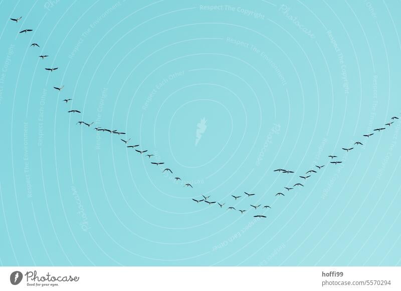 V Formation of migratory birds in the blue sky Formation flying wild geese grey geese Grey geese flock in flight Migratory birds Flying Flock of birds Autumn