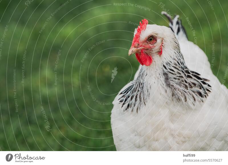 Portrait of a white chicken Slender-billed Scrub Fowl Sundheimer hen Poultry Gamefowl Animal portrait Organic farming Barn fowl