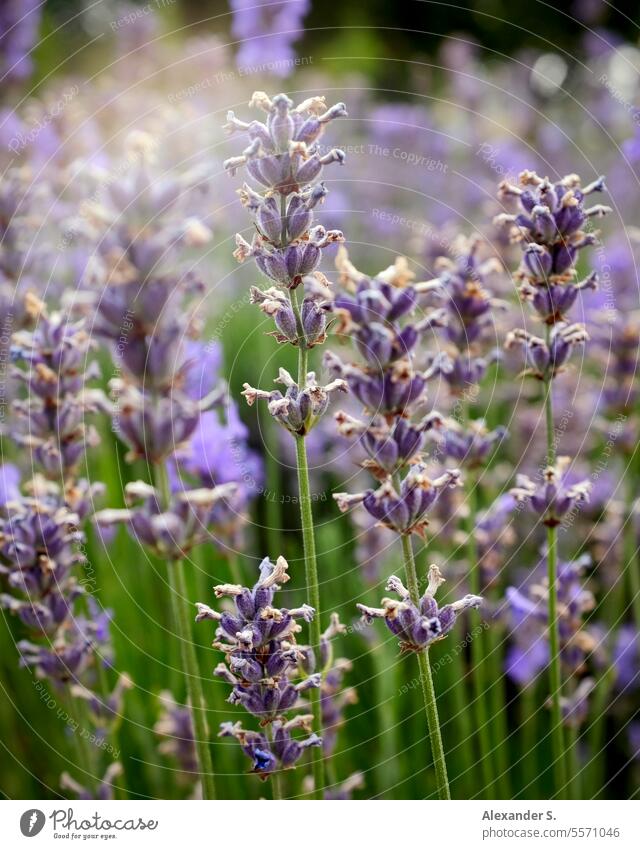 Lavender field at sunset lavender blossom lavender flowers Lavender flower Blossom Flowering plant blossoms Violet purple flower purple flowers Nature Plant
