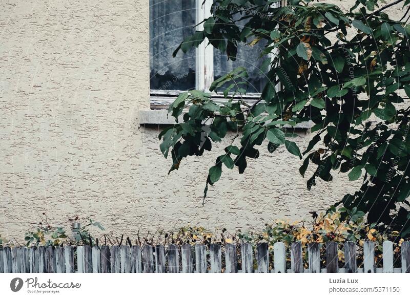 Autumn outside the window Town Building Day Deserted Colour photo Exterior shot Wall (barrier) Facade House (Residential Structure) allure Green Tree Fence