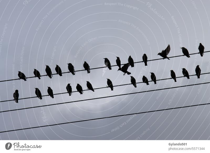 Starlings gather before flying off to their winter quarters Stare bird migration Flock Wire Silhouette animal world Black Birds amass Flying Migration animals