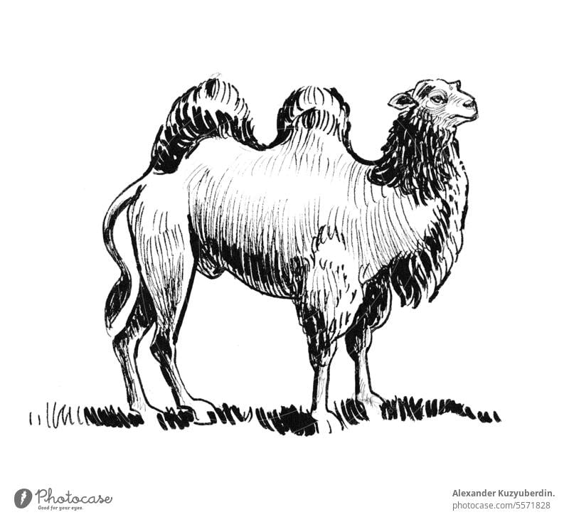 Standing camel. Ink black and white drawing abstract africa animal arabic art artwork background desert egypt farm hand illustration image ink isolated mammal