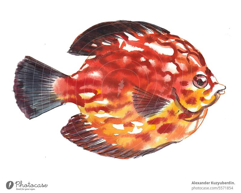 Coral fish on white background. Watercolor sketch animal aquarium aquatic art artwork colorful coral drawing hand drawn illustration isolated life marine