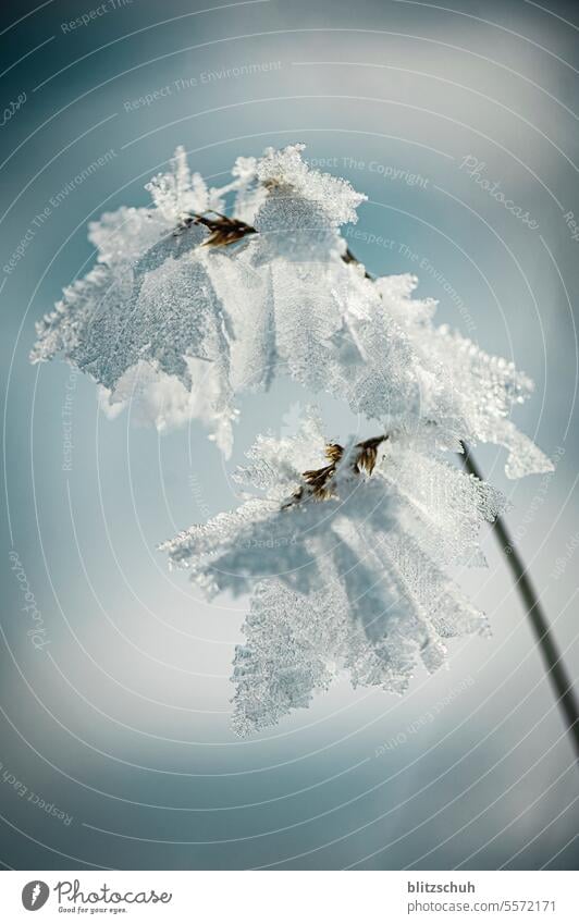 Ice crystals on a branch chill November mountains Switzerland lenzerheide Vaz/Obervaz Grisons Mountain Alps Snow Suisse Environment Tourism Landscape Nature