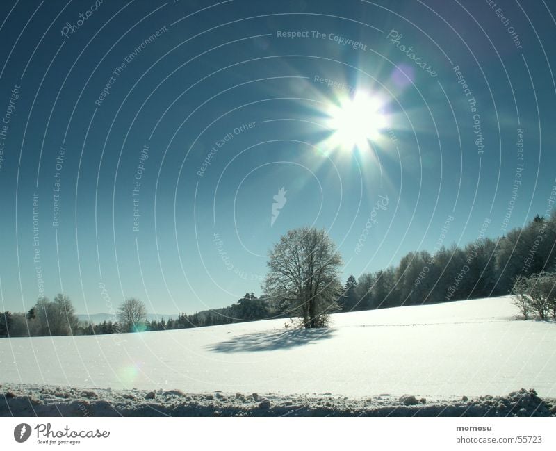 in winter Winter Tree Light White Cold Snow Landscape Sun Lighting Sky Blue Far-off places