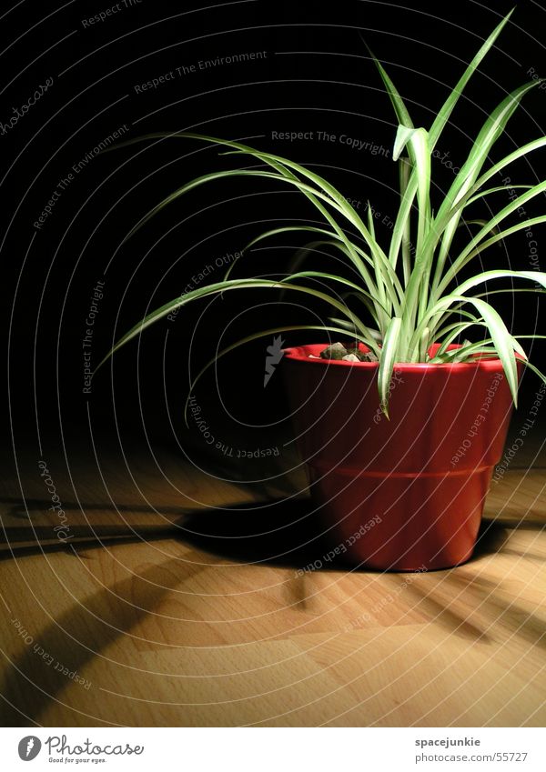 shadow plant Houseplant Pot Gravel Red Pottery Laminate Shade plant Black Light red pot Shadow