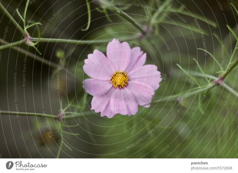 close-up of a flower in spring Blossom Plant Pink Violet Delicate blossom Spring Nature pretty Exterior shot Flower Garden Blossoming Deserted Spring fever