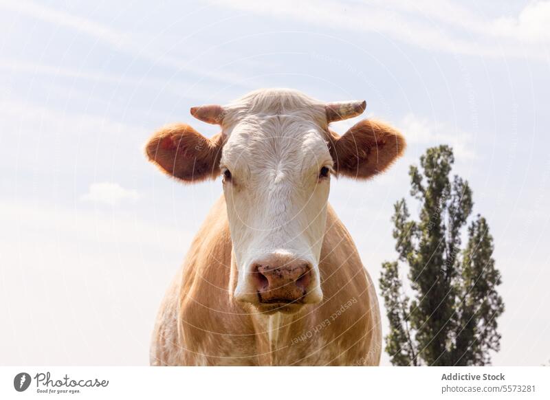 Cow portrait against blue sky white brown ears fluffy trees background bovine field nature animal farm agriculture cattle close-up outdoor rural livestock